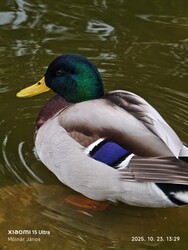 Budapest XI.ker - Kelenföld