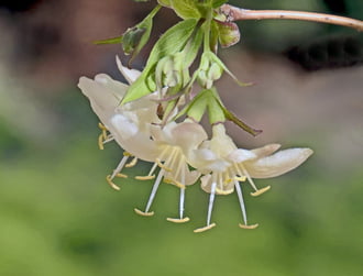 Illatos lonc (Lonicera fragrantissima)