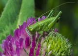 Zöld lombszöcske lárvája (Tettigonia viridissima)