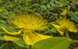 Örökzöld orbáncfű (Hypericum calycinum)