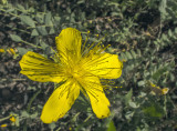 Olimposzi orbáncfű (Hypericum olympicum)