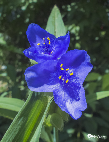 Sötétkék kerti pletyka (Tradescantia 'Zwanenburg Blue')