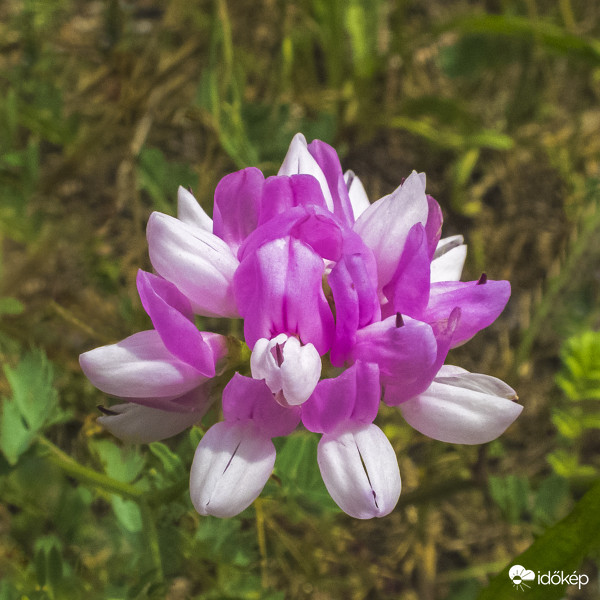 Tarka koronafürt (Coronilla varia)