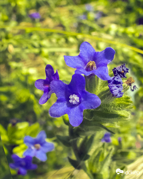 Orvosi atracél (Anchusa officinalis)