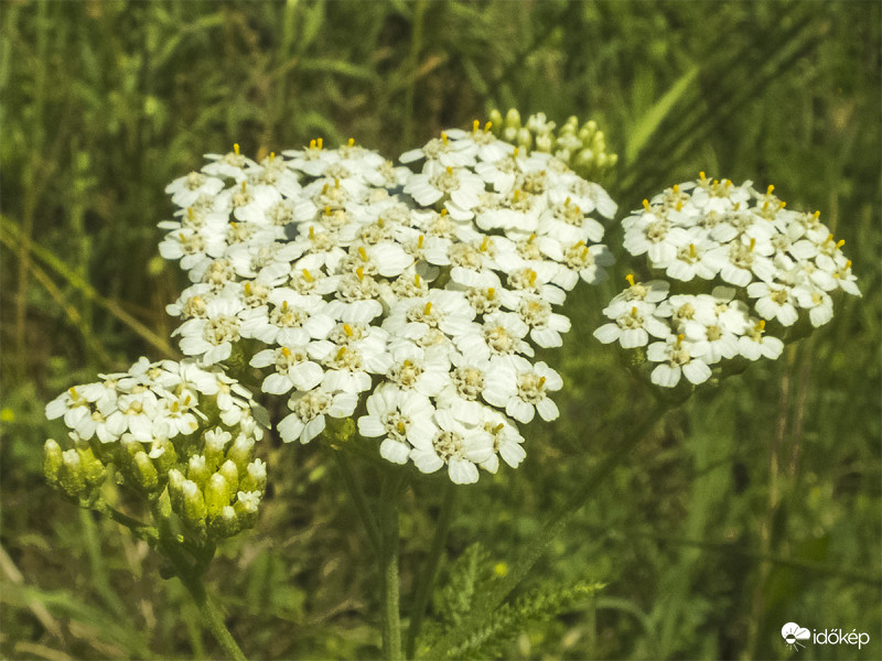 Közönséges cickafark (Achillea millefolium) 