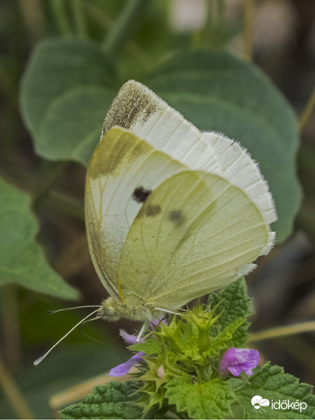 Répa-fehérlepke, kis káposztalepke (Pieris rapae)