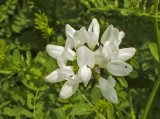 Tarka koronafürt (Coronilla varia)