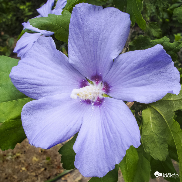 Kék virágú mályvacserje (Hibiscus syriacus ’Oiseau Bleu’)