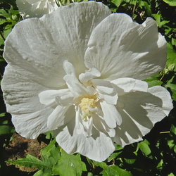 Teltvirágú mályvacserje (Hibiscus syriacus White Chiffon)