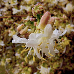 Illatos lonc (Téli lonc, óriás lonc - Lonicera fragrantissima)