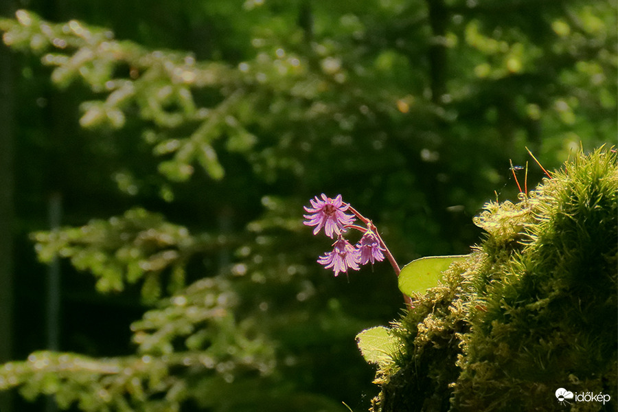 Kárpáti harangrojt (Soldanella carpatica)