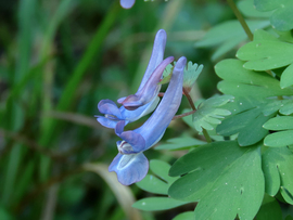 Törpe keltike (Corydalis pumila)