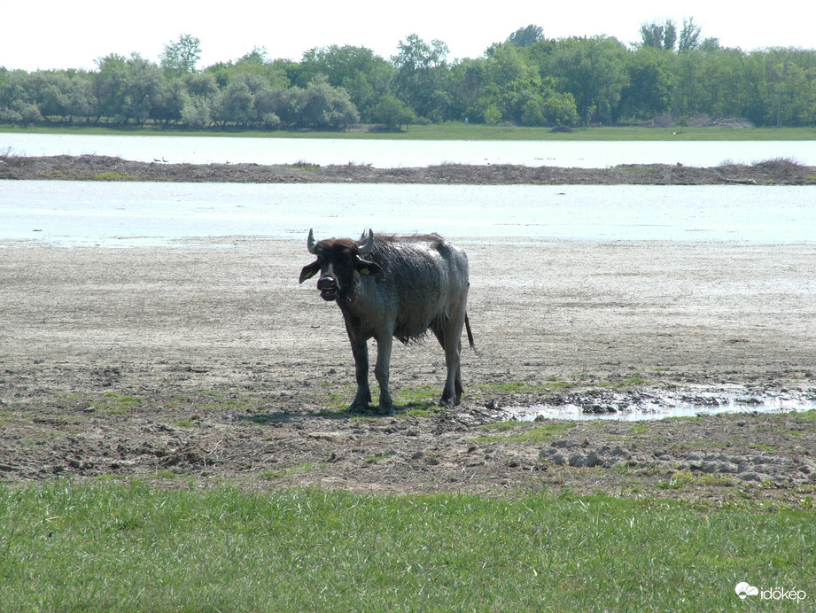 Természet
