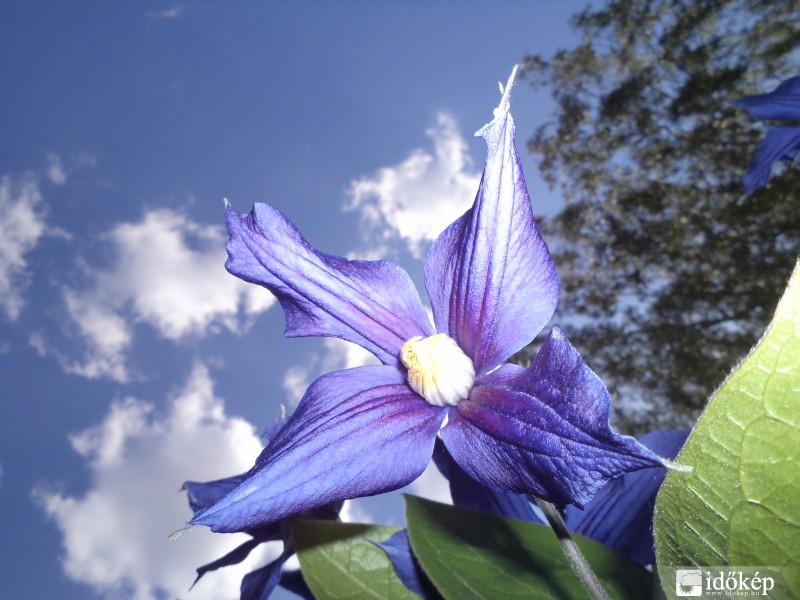 kék a kékben (Clematis)