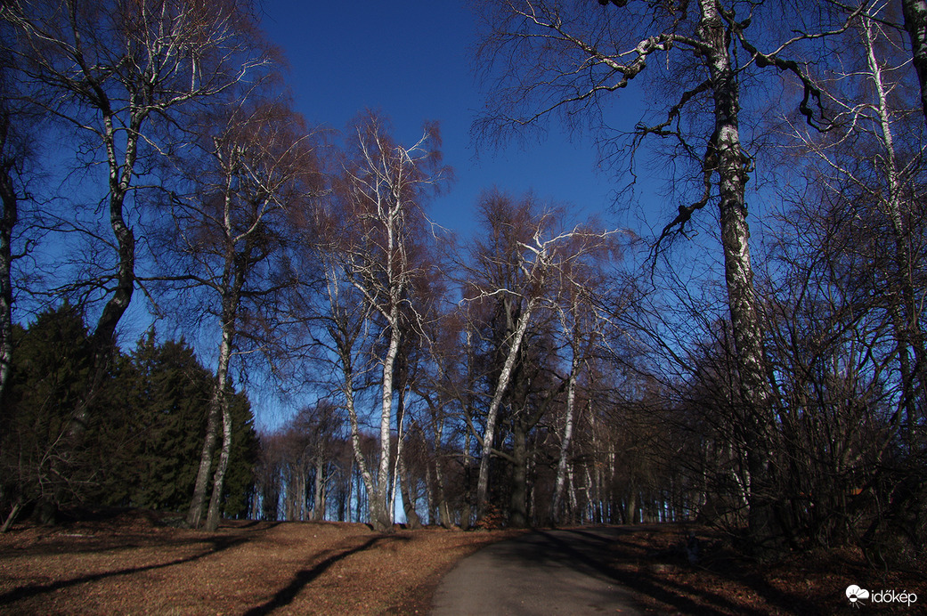 Nyírfák Galyatetőn