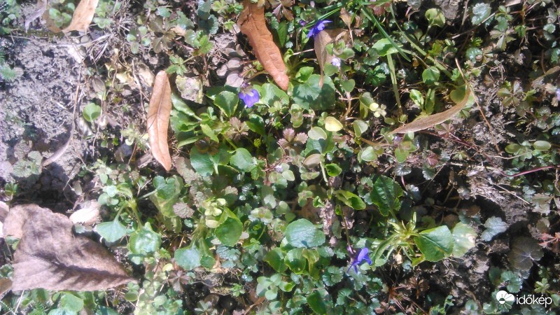 ibolyáink...:) egyenlőre még csak ennyi van :)