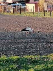 Kissé eltévedt :)