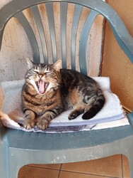 Fót