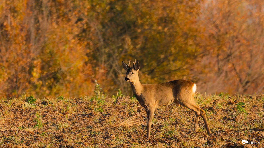 Őzbak 2025.11.01