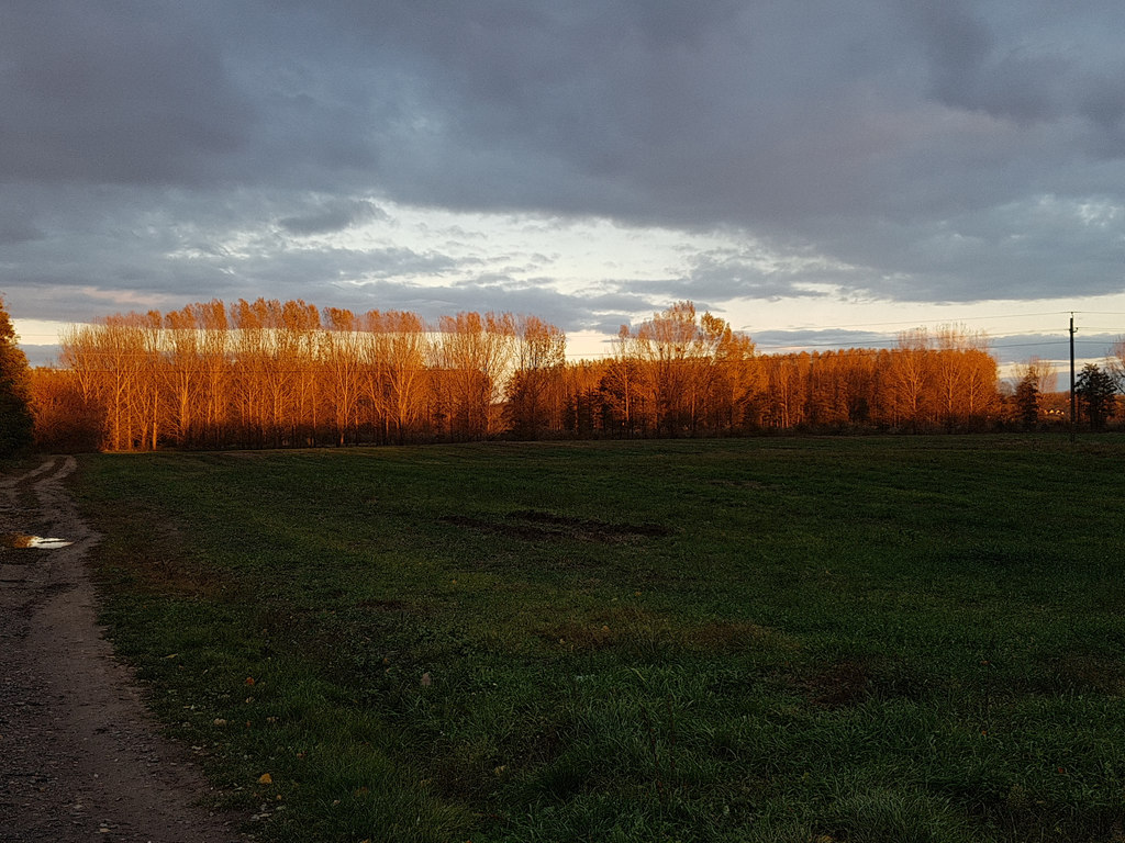 Aranyba mártott erdő