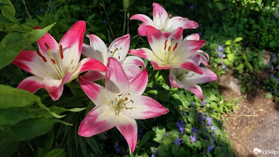 Észlelési fényképek