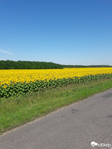 Észlelési fényképek