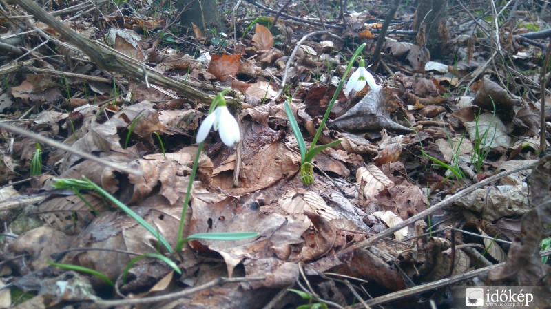 Budapest XII.ker - Normafa