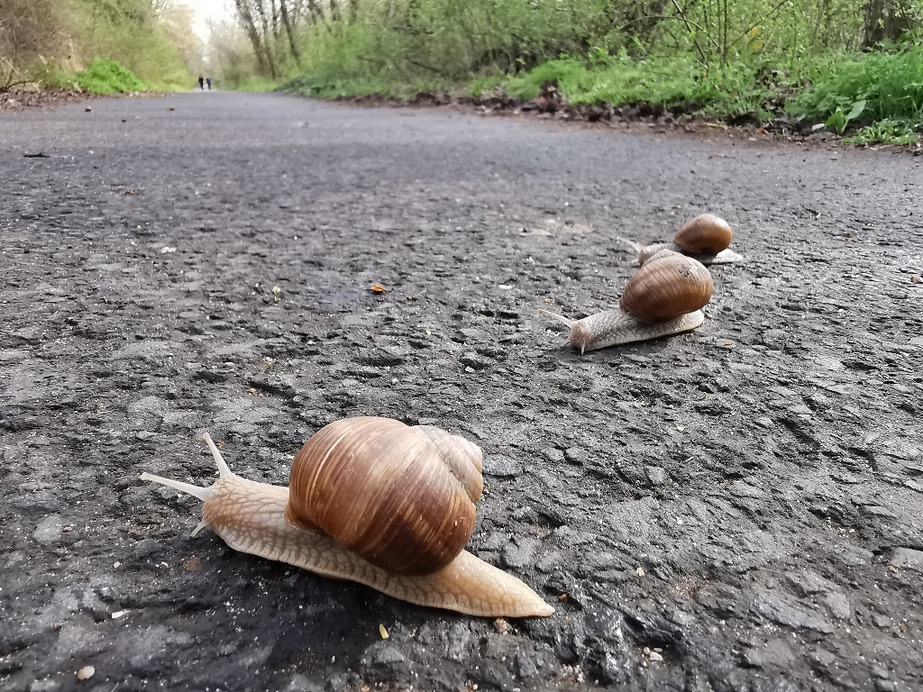 Budapest XX.ker - Pesterzsébet