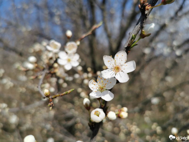 Budapest XIX.ker - Kispest