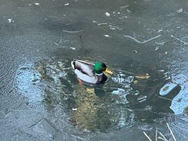 Budapest XIX.ker - Kispest