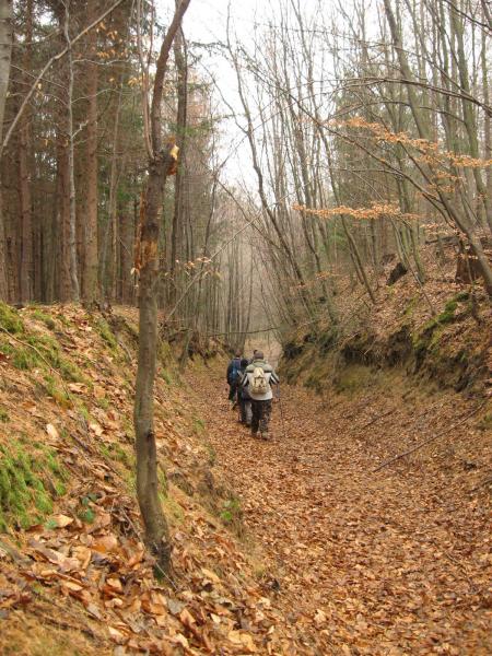 Turistaút a Bakonyban