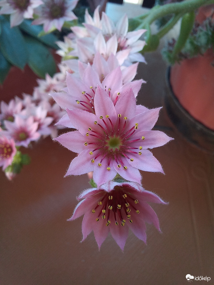 Kövirózsa virágzása 