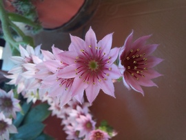 Kövirózsa virágzása 