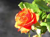 többszínű rózsa