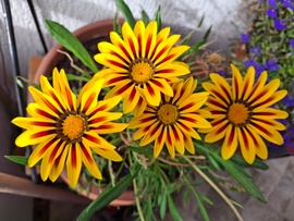 Nyílik még a napvirág! :) 