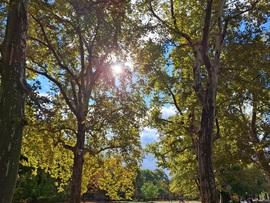 Egy kicsit sütött, egy  kicsit  borúlt, egy kicsit  fújt, a Margitszigeten a az óazi levegő. :)