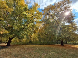 Egy kicsit sütött, egy  kicsit  borúlt, egy kicsit  fújt, a Margitszigeten a az óazi levegő. :)
