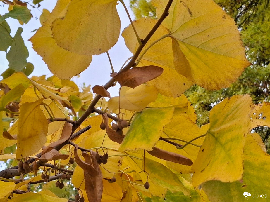 Egy kicsi zöld, kicsi barna termés és az ősz tőbségi virága :)