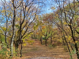 Séta az őszi virágok között