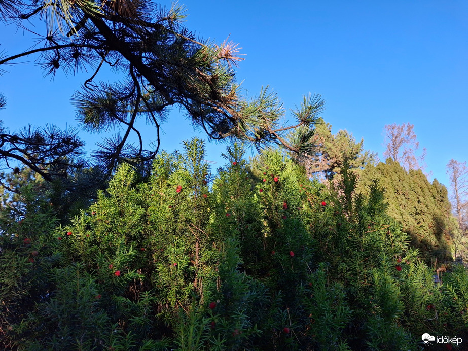 Fenyőfélék hó nélkül.