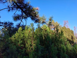 Fenyőfélék hó nélkül.