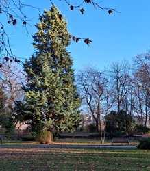 Margitszigeti fenyőfa