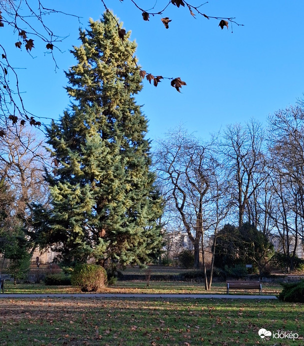 Margitsziget egyik szépséges fenyőfája