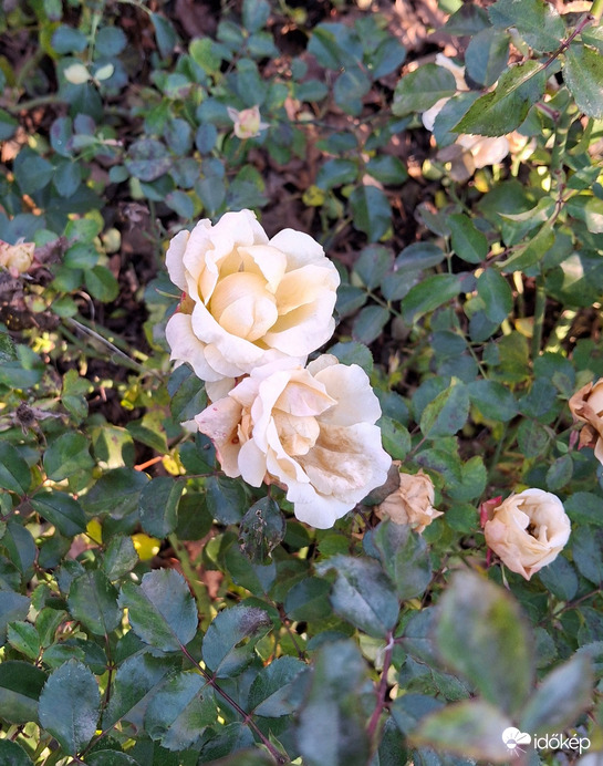 Karácsonyi rózsa :)