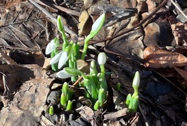 Hóvirág nyílik már, vajon a tavasz is jön már? :)