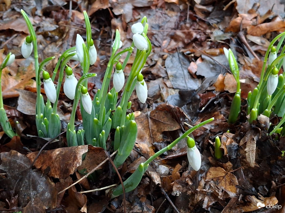  Egy gyors fotó, mielőtt a hó ismét belepi. :) 0 kedveli