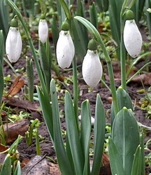  Egy gyors fotó, mielőtt a hó ismét belepi. :) 0 kedveli