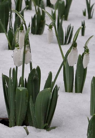 Ázottan, havasan, de nem fagyosan! :) 