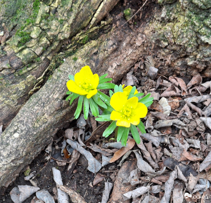 Párosan szép az élet!