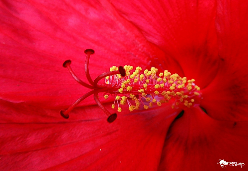 Óriás mocsári hibiszkusz